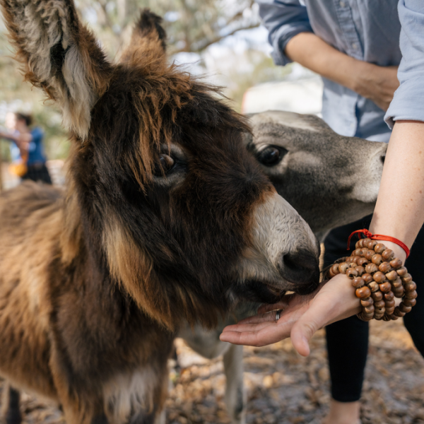 Bell Family Farm and Apiary