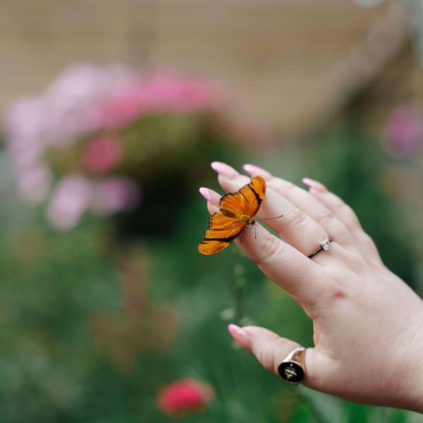 A vivid orange butterfly with black markings delicately perches on a visitor’s manicured hand at Boggy Creek Adventures’ Butterfly Garden in Kissimmee, Florida, surrounded by vibrant pink flowers and lush greenery.