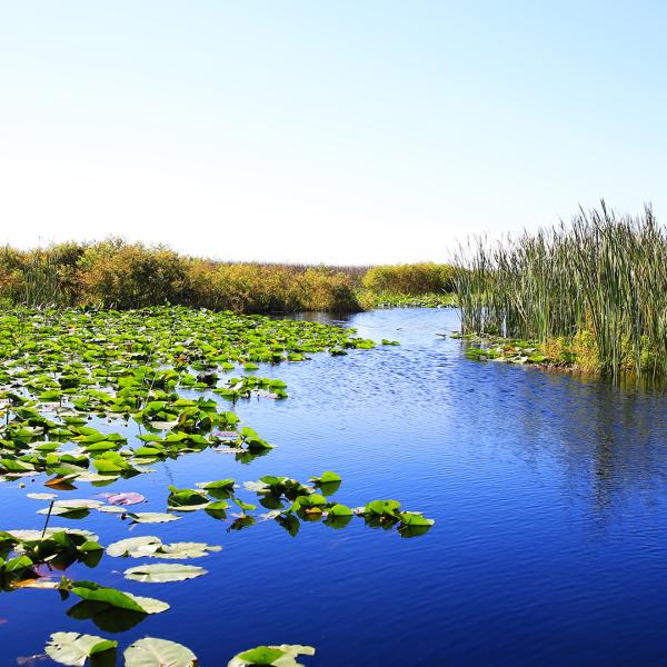 Scenic view of a calm waterway surrounded by tall grasses and lily pads at a nature preserve in Kissimmee, Florida.
