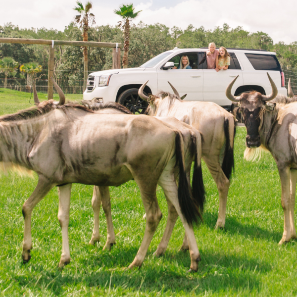 Family in a white SUV observes a herd of wildebeest up close during a drive-thru safari experience at Wild Florida in Kenansville, Florida.