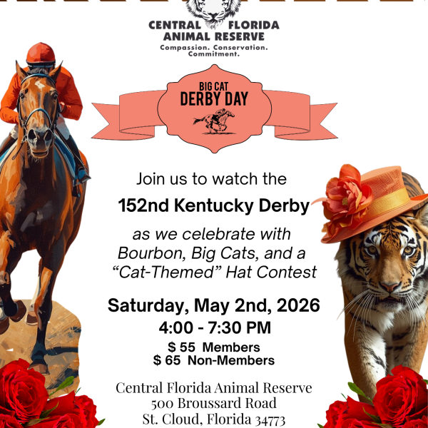 Big Cat Derby Day