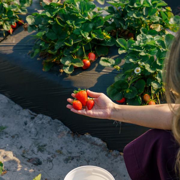 Hand holding freshly picked strawberries beside rows of strawberry plants in a u-pick field.
