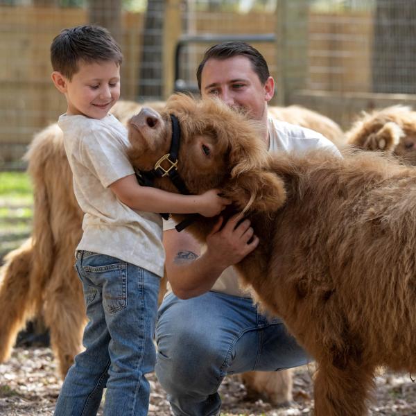Boy hugging brown mini highland cattle