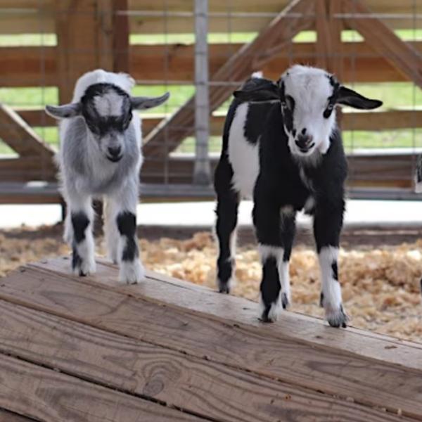 Goat Yoga