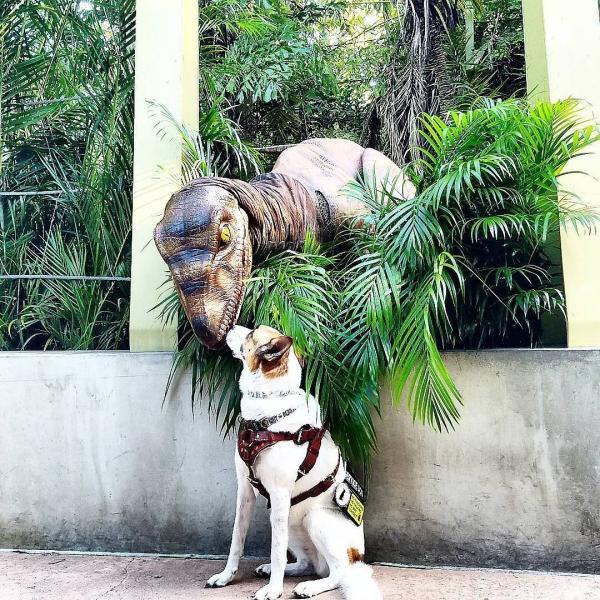 A dog meets a dinosaur at Universal Studios 