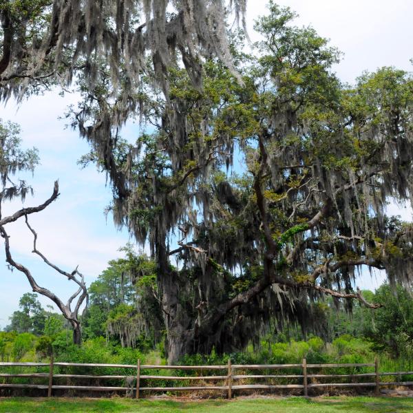Path lined with Oak trees 
