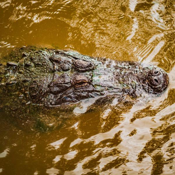 A gator floats at Wild Florida in Kissimmee