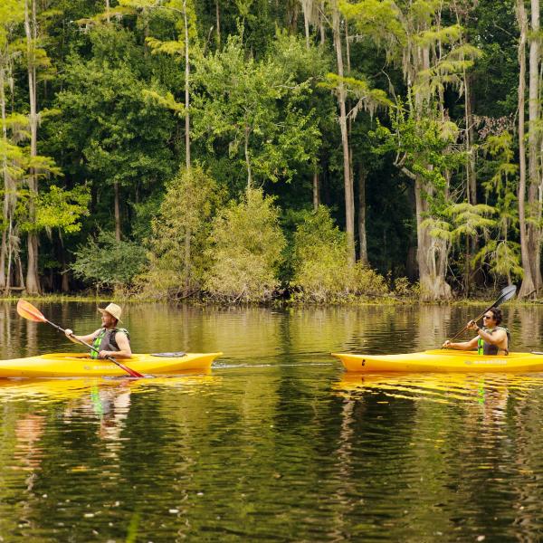 Two people paddle bright yellow kayaks on a calm lake surrounded by lush green cypress trees draped in Spanish moss in Kissimmee, Florida.