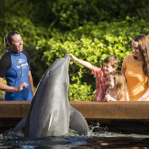 A SeaWorld trainer stands beside a pool as a dolphin rises from the water to interact with a smiling family, with a child gently touching the dolphin while greenery surrounds the exhibit.