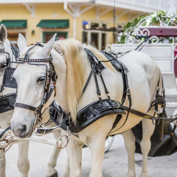 A horse-drawn carriage is in the foreground with a downtown block in the background.