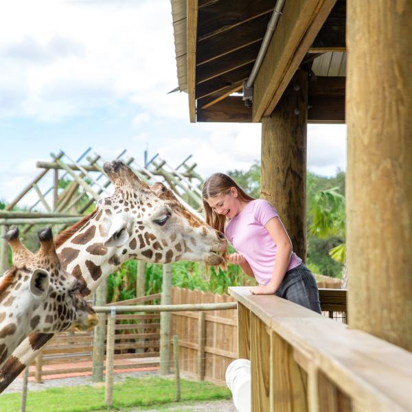 Wild Florida_Giraffe Encounter
