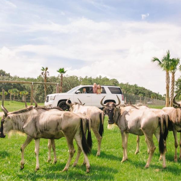 Family driving through Wild Florida Safari Park