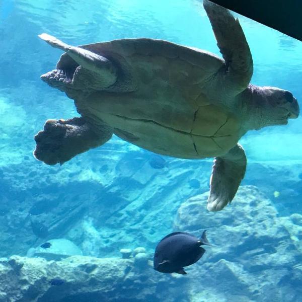 A sea turtle glides gracefully through a large aquarium at SeaWorld Orlando, surrounded by colorful tropical fish and rocky coral formations.
