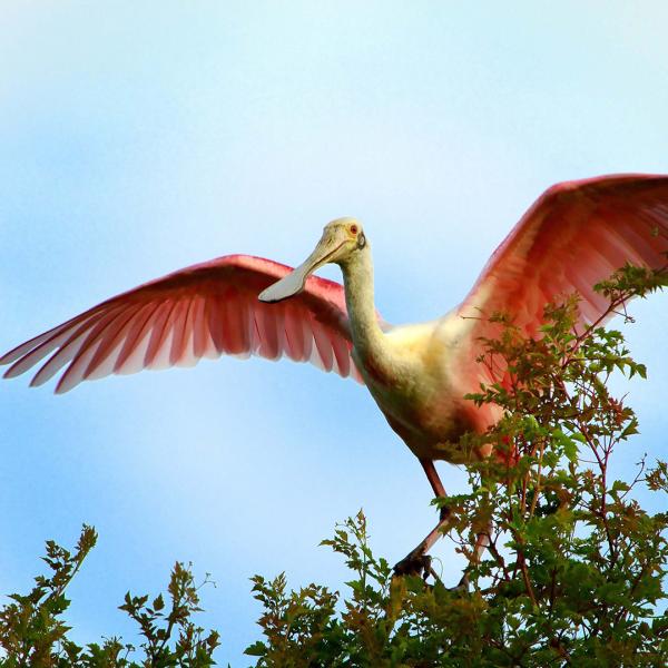 A roseate spoonbill spreads its pink wings while perched atop green branches against a clear blue Florida sky.