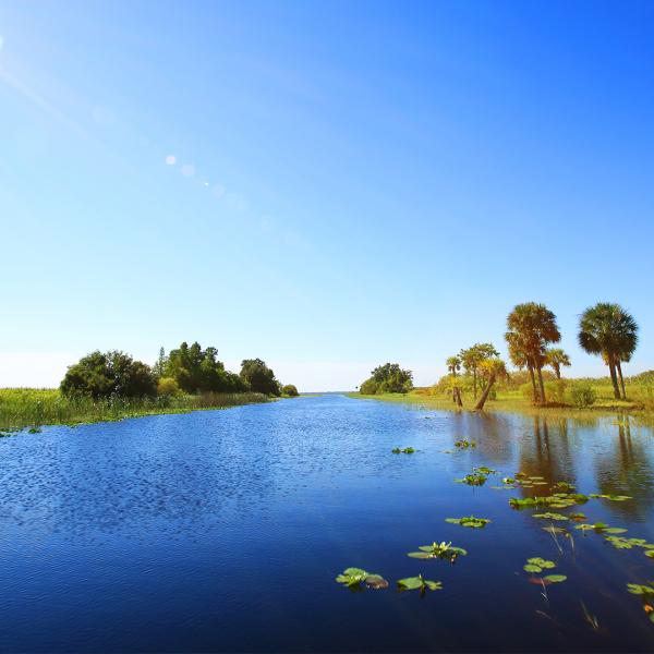 A sunny view of the headwaters of the Everglades with calm blue water, green marsh grasses, and palm trees along the shoreline.