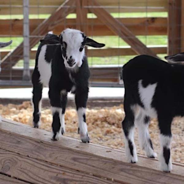 Image 1 of Event: Goat Yoga
