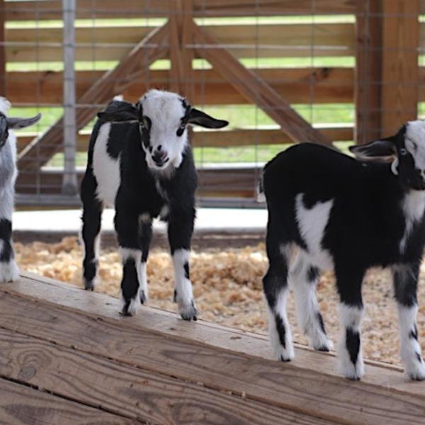Image 1 of Event: Goat Yoga at Alaska Farms – Baaahhmmaste!