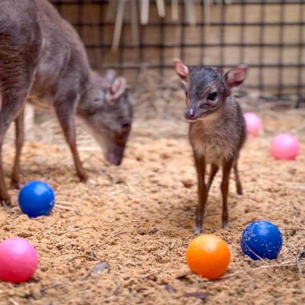 Image 1 of Event: Moms Visit Free at the Central Florida Zoo
