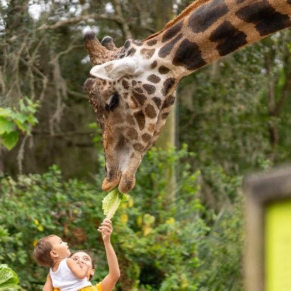 Image 1 of Event: Central Florida Zoo extends weekend hours this Spring