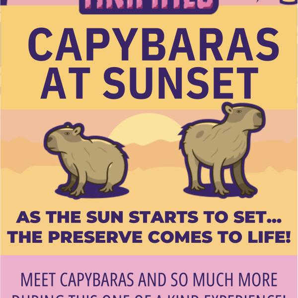 Image 1 of Event: Capybara's at Sunset