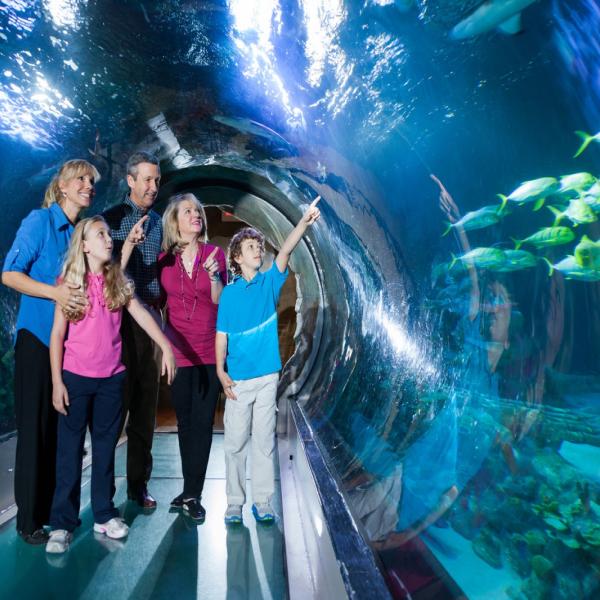 360 Degree Tunnel at SEA LIFE Orlando